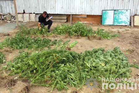 Житель Шабской громады обустроил в своем дворе «тепличное хозяйство, где выращивал коноплю (фото, видео) 