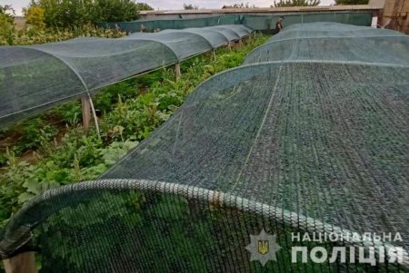 В Одесской области правоохранители обнаружили целую плантацию конопли среди огурцов и помидор (фото)