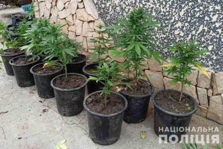 В Одесской области правоохранители обнаружили целую плантацию конопли среди огурцов и помидор (фото)