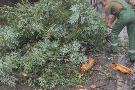Непогода в Одессе повалила около десятка деревьев: коммунальные службы ликвидируют последствия стихии (фото)