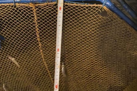 Три браконьера из Коблево выловили почти 140 кг рыбы на территории заповедника в Одесской области (фото)