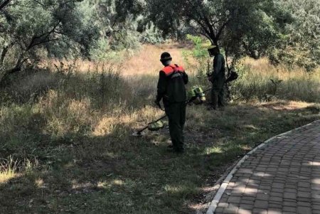 На проспекте Гагарина озеленители подготовили участок под посадку 45 катальп и 1500 кустов золотистой бирючины (фото)