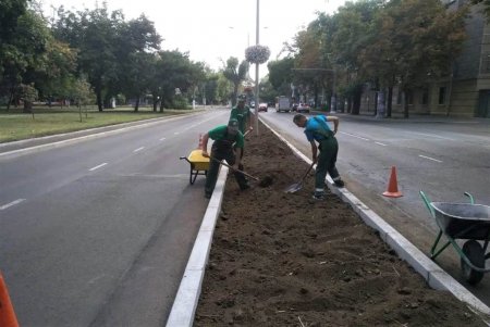 На проспекте Гагарина озеленители подготовили участок под посадку 45 катальп и 1500 кустов золотистой бирючины (фото)