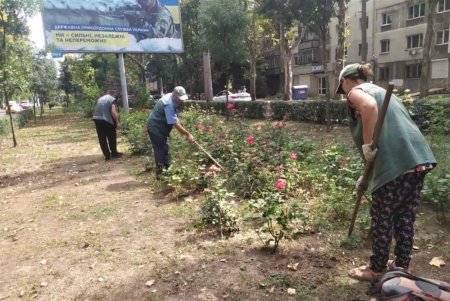 На проспекте Гагарина озеленители подготовили участок под посадку 45 катальп и 1500 кустов золотистой бирючины (фото)