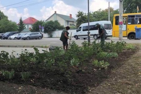 На проспекте Гагарина озеленители подготовили участок под посадку 45 катальп и 1500 кустов золотистой бирючины (фото)
