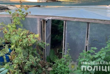 В Болградском районе местные жители выращивали у себя на огородах коноплю (фото)