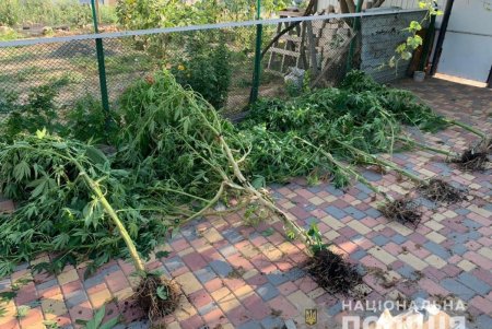 В Болградском районе местные жители выращивали у себя на огородах коноплю (фото)