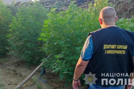 В Болградском районе местные жители выращивали у себя на огородах коноплю (фото)