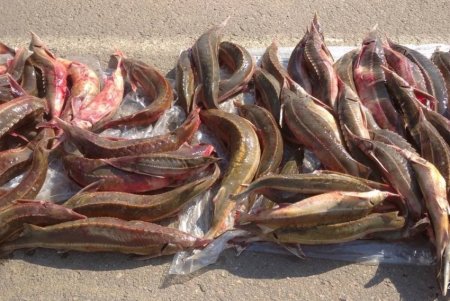 В Одесской области у водителя микроавтобуса правоохранители изъяли более 70 краснокнижных стерлядей (фото)