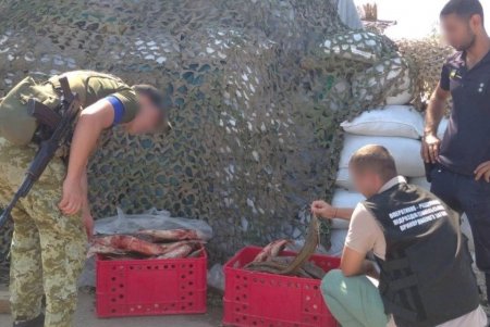 В Одесской области у водителя микроавтобуса правоохранители изъяли более 70 краснокнижных стерлядей (фото)
