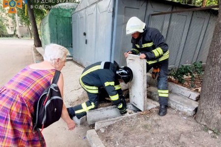 В Малиновском районе спасатели вызволили собаку, застрявшую между бетонными плитами (фото)