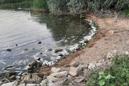 В Хаджибейском лимане массово гибнет рыба и креветки (фото)