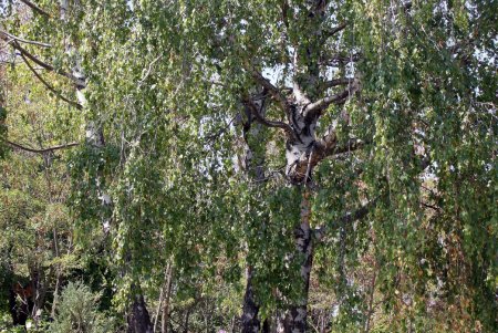 Парк Победы: последние денечки лета (фоторепортаж)