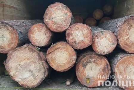 Житель Подольского района спилил более десятка деревьев ценной породы в особо охраняемых лесах (фото)