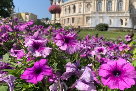 Почти миллион цветов для Одессы: коммунальщики города ежегодно высаживают 700 тысяч летников и 100 тысяч роз (фото)