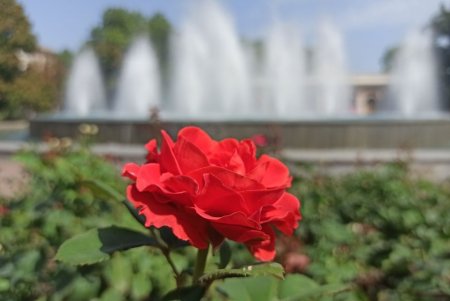 Почти миллион цветов для Одессы: коммунальщики города ежегодно высаживают 700 тысяч летников и 100 тысяч роз (фото)