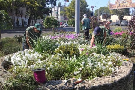 Почти миллион цветов для Одессы: коммунальщики города ежегодно высаживают 700 тысяч летников и 100 тысяч роз (фото)