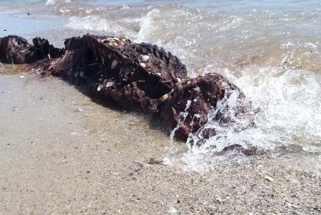 Тузловских лиманах нашли еще пять мертвых дельфинов