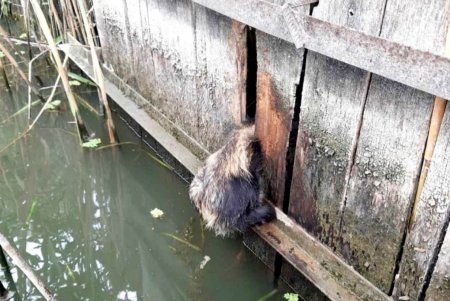 Директор Одесского зоопарка выпустил на свободу енотовидную собаку, которую ранее спасли сотрудники ГСЧС (фото)