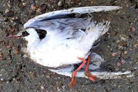 В Тузловской Амазонии по неизвестной причине погибли около 300 птиц, среди них есть краснокнижные (фото)