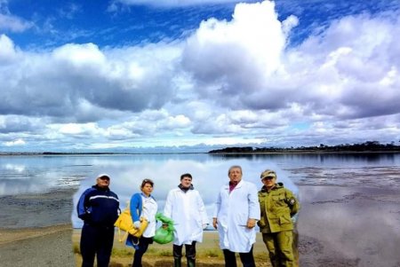 В Тузловской Амазонии по неизвестной причине погибли около 300 птиц, среди них есть краснокнижные (фото)