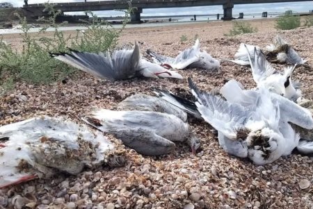 В Тузловской Амазонии по неизвестной причине погибли около 300 птиц, среди них есть краснокнижные (фото)