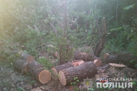27-летний житель Подольского района ответит перед судом за незаконную порубку леса, в том числе семерых дубов