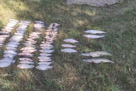 В Днестровском лимане рыбак выловил кефали на сумму более 300 тысяч гривен
