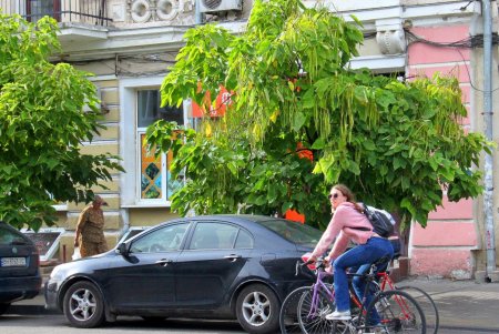 Улица Тираспольская: комфортная для пешеходов и автомобилистов, приятная для проживания (фоторепортаж)