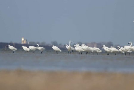 Белоснежные цапли - чепуры отъедаются в Тузловской Амазонии перед перелетом в Африку (фото)