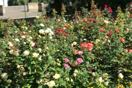 Озеленители высаживают на улицах города осенние цветы – хризантемы (фото)