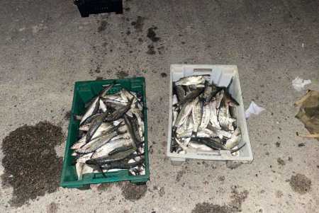 Вместо рыбы — штраф или ограничение свободы: в заказнике Одесской области браконьер ночью ловил кефаль (фото)