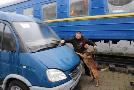 Пес Бакс Одесской таможни единственный среди 15 команд страны стал отличником кинологического спецкурса (фото)