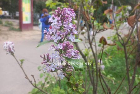 Весенний аромат в октябре: в Одессе цветет сирень (фото)