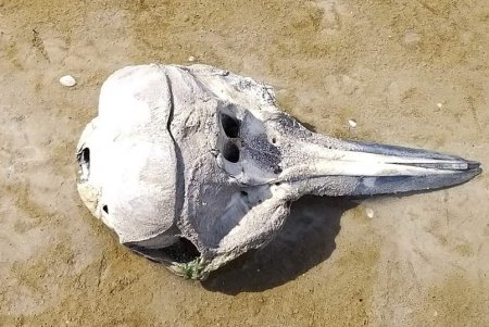 В Тузловской Амазонии найдены останки еще двух дельфинов (фото)
