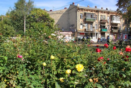 Октябрьские розы на улицах Одессы пышно цветут перед морозами (фоторепортаж)