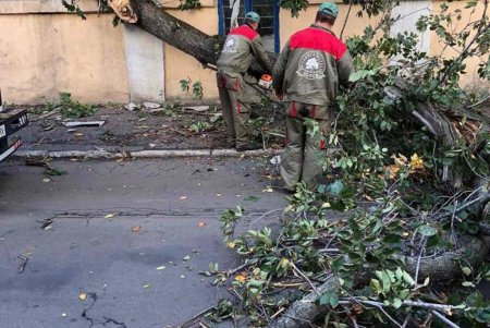 Ночной ветер повалил деревья в разных районах города: коммунальщики уже ликвидировали последствия непогоды (фото) 