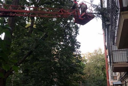 Ночной ветер повалил деревья в разных районах города: коммунальщики уже ликвидировали последствия непогоды (фото) 