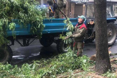 Ночной ветер повалил деревья в разных районах города: коммунальщики уже ликвидировали последствия непогоды (фото) 
