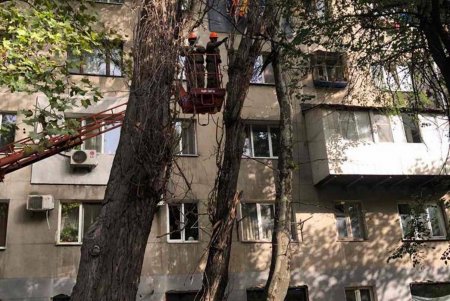 Ночной ветер повалил деревья в разных районах города: коммунальщики уже ликвидировали последствия непогоды (фото) 