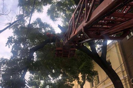 Ночной ветер повалил деревья в разных районах города: коммунальщики уже ликвидировали последствия непогоды (фото) 