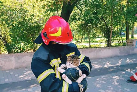 На Маразлиевской испуганного кота сотрудникам ГСЧС пришлось спасать с помощью автолестницы (фото, видео)