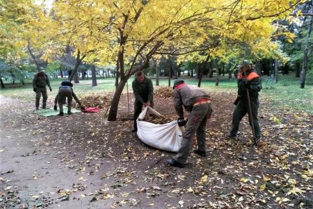 Одесские озеленители продолжают санитарную обрезку деревьев, высадку хризантем и покос травы (фото)