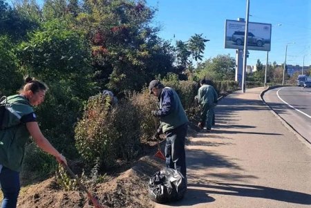  Одесские озеленители продолжают санитарную обрезку деревьев, высадку хризантем и покос травы (фото)