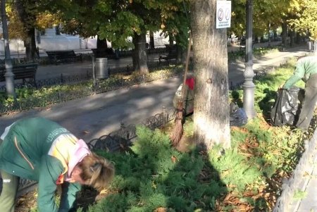  Одесские озеленители продолжают санитарную обрезку деревьев, высадку хризантем и покос травы (фото)