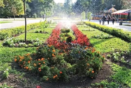  Одесские озеленители продолжают санитарную обрезку деревьев, высадку хризантем и покос травы (фото)