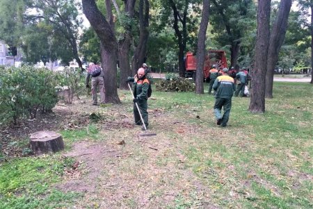  Одесские озеленители продолжают санитарную обрезку деревьев, высадку хризантем и покос травы (фото)