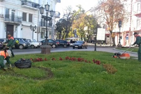  Одесские озеленители продолжают санитарную обрезку деревьев, высадку хризантем и покос травы (фото)