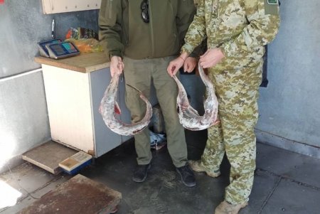 В Вилково мужчина продавал двух краснокнижных севрюг без разрешительных документов