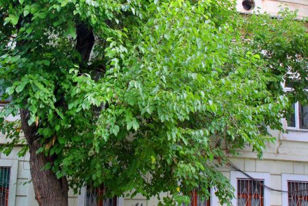 Старые дома, граффити и архитектурные сокровища улицы Кузнечной: воскресная прогулка по старой Одессе (фоторепортаж)